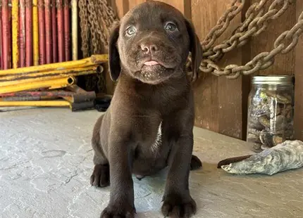 a labrador retriever dog sitting on the floor